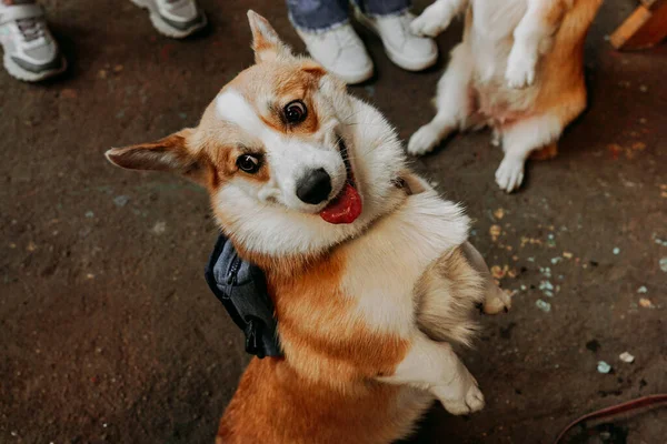 Krásný Pes Corgi Šťastný Mazlíček Portrét Zlatého Corgi Výcvik Domácích — Stock fotografie