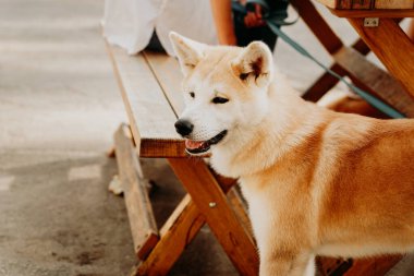 Kırmızı tüylü köpek türü Akita inu. Ahşap piknik masasının arkasındaki Akita köpeği. Bir yaz gününde hayvanınla yürü.