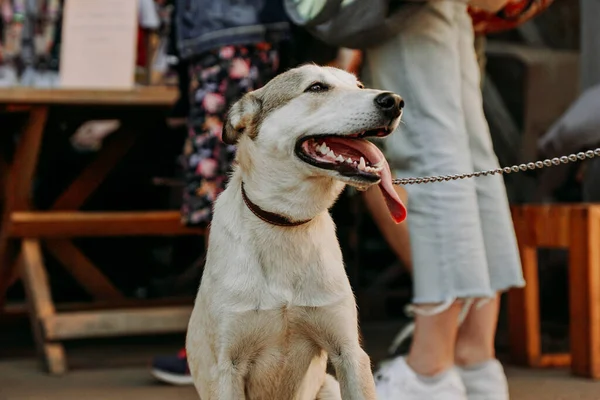 Lustiger Schäferhund Lächelndes Haustiergesicht Mit Lang Hängender Zunge Hundemarkt Der — Stockfoto