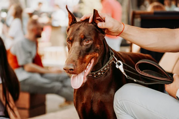 Doberman Pinscher Adulto Marrón Con Collar Día Mascotas Parque Ciudad — Foto de Stock