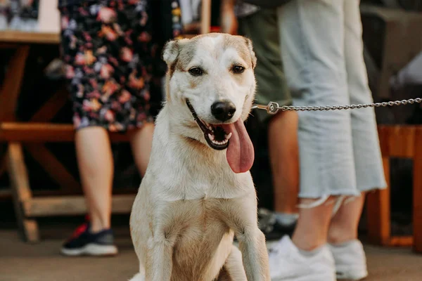 Divertido Perro Pastor Cara Mascota Sonriente Con Una Larga Lengua — Foto de Stock