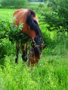 At yeşil çimlerin üzerinde