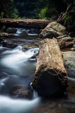 Yaşlı ağaç ve nehir