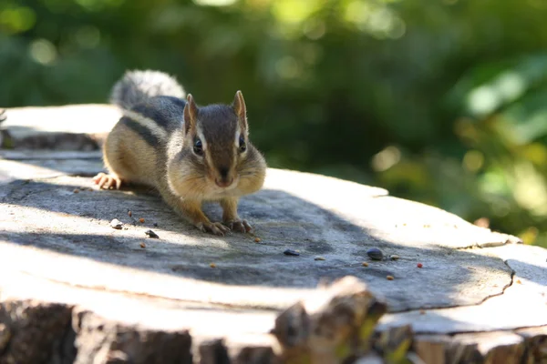 Wild chipmunk zittend op logboek eten van pinda — Stockfoto