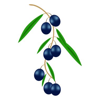 Olgun zeytinli zeytin