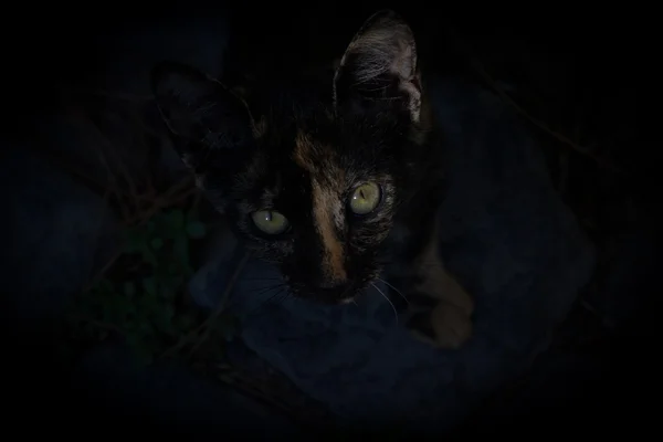 Пятнистые глаза котенка в окружении темноты — стоковое фото