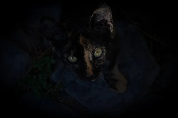 Benekli kedi gözleri karanlık tarafından çevrili