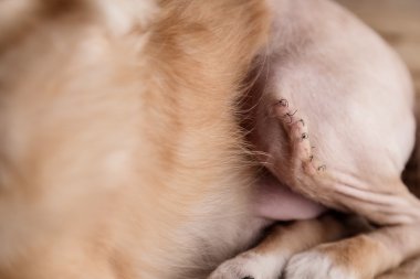 Karın köpek tarafından çalışma yaraya