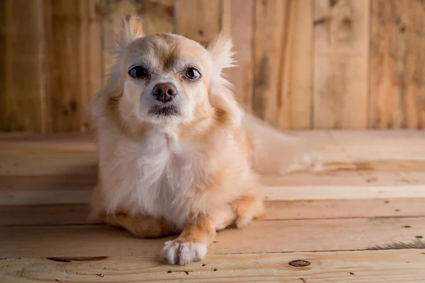 Niedlicher brauner Chihuahua-Hund — Stockfoto