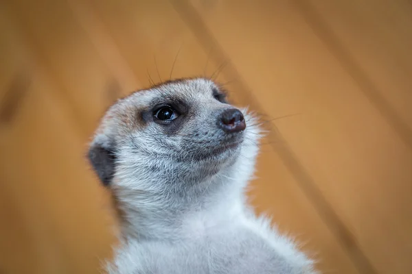 Zvědavý Surikata portrét — Stock fotografie