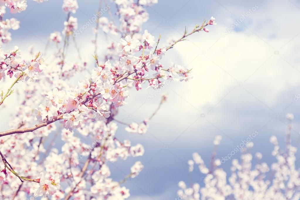 Cherry blossoms with cloudy sky