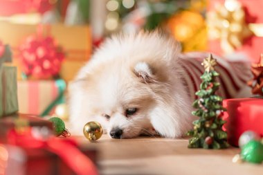 Uykulu mutluluk Köpek hediye kutuları ve Noel ağacı ile beyaz renkli pomeranian üretir, Mutlu Noeller şenlik arka planı