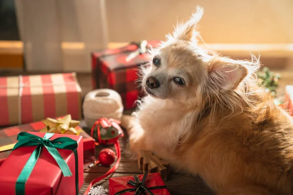 cute chihuahua puppy dog and present gift boxes with red color and ribbon wrap on wooden table with decorative ornament new year and chiristmas festive greeting background ideas concept