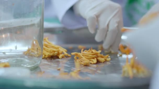 Expert Scientifique Tester Développer Cordyceps Jaune Doré Laboratoire Avec Soin — Video