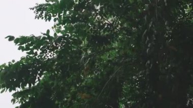Şiddetli rüzgar, yağmur mevsiminde yeşil ağaç esiyor, yeşil ağaçlar fırtınada kıvrılıyor.