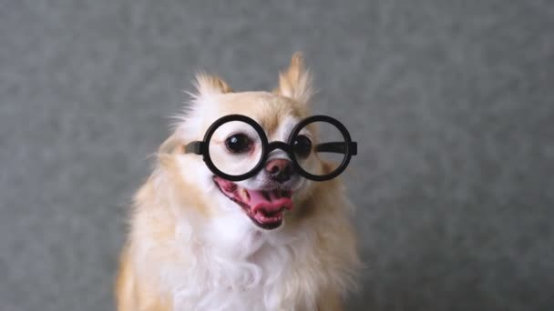 Clever Chihuahua Brown Dog Wear Black Glasses Grey Leather Background — Stock Video