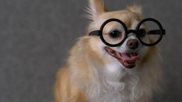 Clever Chihuahua Brown Dog Wear Black Glasses Grey Leather Background — Stock Video