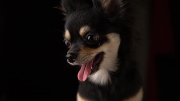 BLACK HAIR LITTLE CHIHUAHUA DOG SIT IN STUDIO SHOT — Stock Video