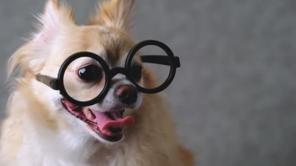 Akıllı Chihuahua Kahverengi Köpek Yuvarlak Siyah Gözlük Giyer Gri Deri — Stok video