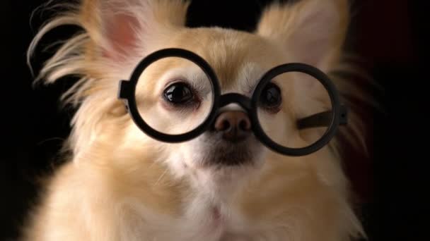 Cute Brown Chihuahua Dog Studio Shot Glasses — Stock Video