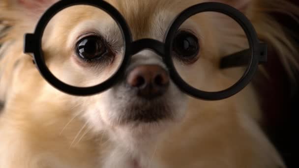 CUTE BROWN CHIHUAHUA DOG STUDIO SHOT WITH GLASSES — Stock Video