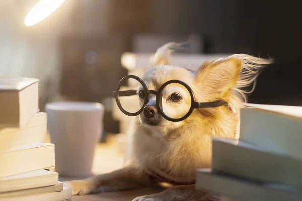 Nerd Chihuahua Senior Trägt Brille Und Arbeitet Hart Mit Laptop — Stockfoto