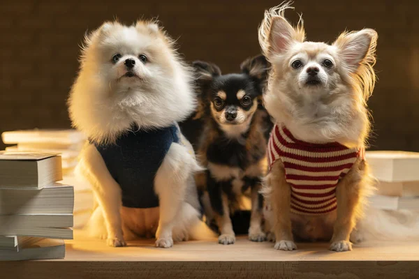 group of little lap dog chihuahua and pomeranian friends sit together waiting for food snack on table home interior background