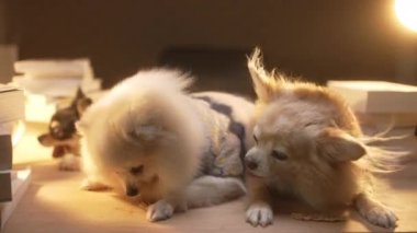 Bir grup kucak köpeği chihuahua ve pomeranean rahatça oturup birlikte biftek atıştırıyor ve nefis bir lezzet ile çalışma masasının arka planında çalışıyor.