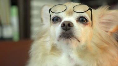 Şirin kahverengi saçlı chihuahua mutluluğu. Gözlük takmak zeki bir evcil hayvan konseptine öncülük eder.
