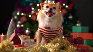 Şirin beyaz kucak köpeği Noel süslerinde rahatla ve kutular hediye et Noel ağacı arka planında mutluluk ve neşeyle