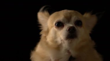 Siyah arkaplanı olan sevimli kahverengi saçlı chihuahua köpek stüdyosu.