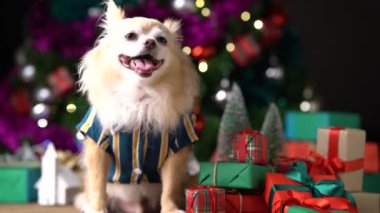 Şirin beyaz kucak köpeği Noel süslerinde rahatla ve kutular hediye et Noel ağacı arka planında mutluluk ve neşeyle
