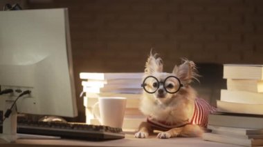 İnek Chihuahua kıdemli köpeği gözlük takıyor dizüstü bilgisayarla sıkı çalışıyor ve ev hayvanlarında bir yığın kitap çalışıyor.