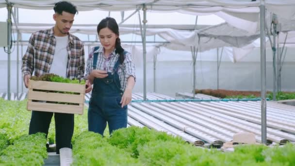 4k медленных портативных азиатских пару фермеров takecare и обсудить, как растение роста в гидропонной ферме теплицы фоне — стоковое видео