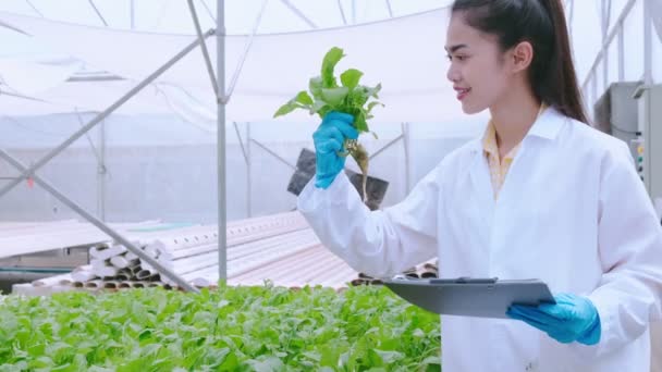 4k lento mano asiático hembra hidrocultura especialista estudiar raíz estructura de lechuga invernadero fondo — Vídeo de stock