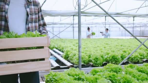 4k handheld lento closeup agricultor masculino andando com caixa de madeira de vegetais frescos verdes na fazenda de efeito estufa hidropônica — Vídeo de Stock