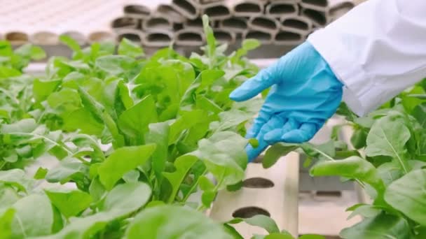 4k langzame handheld vrouwelijke boer dragen CU handschoen handen met een zaailing controleren van groente in planten rack rij in hydrocultuur kas achtergrond — Stockvideo