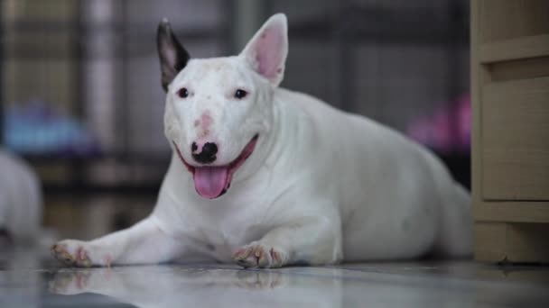 Cámara lenta bull terrier jugar y relajarse en casa — Vídeos de Stock