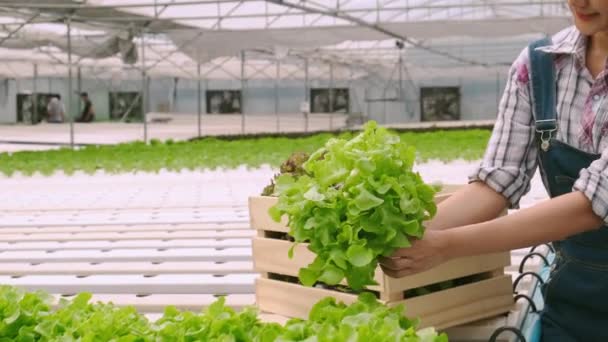 4k slow handheld smart asian female owner small business green house hydroponic vetgetable farm holding a plant crate for salad in farm — Stock video