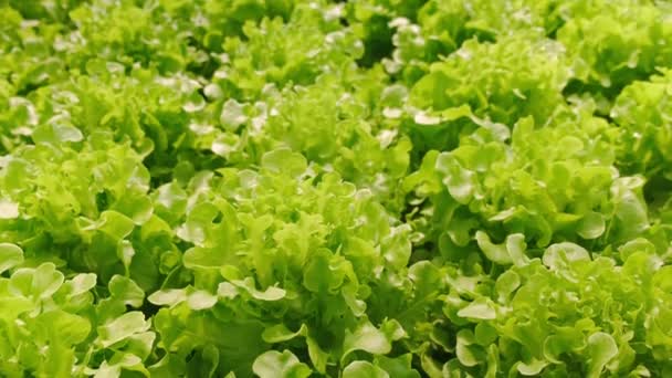 4k langsames handgehaltenes Gewächshaus-Gemüse, das in einem hydroponischen Bauernhof wächst Frische und Grün gesunde Nahrung — Stockvideo
