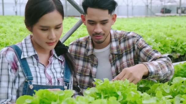 4k 서서히 손을 잡고 있는 이시아인 부부는 타케 카레를 재배하고 수경 재배 농장의 온실 환경에서 어떻게 식물을 재배 할 것인지에 대해 토론 한다 — 비디오