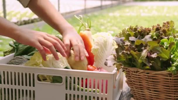 4k lento de mano inteligente asiático mujer propietaria pequeña empresa invernadero hidropónico vetgetable granja celebración de una caja de plantas para ensalada en la granja — Vídeos de Stock