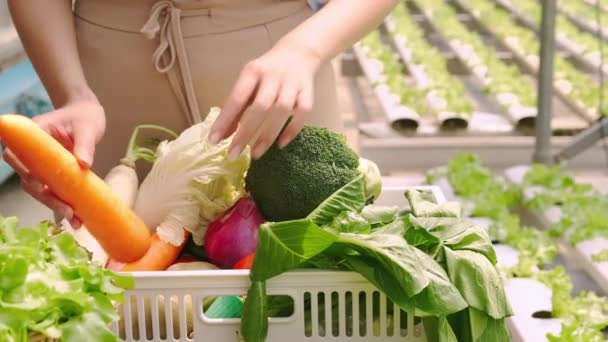 4k långsam handhållen smart asiatisk kvinnlig ägare småföretag växthus hydroponic vetgetable gård håller en växt låda för sallad på gården — Stockvideo