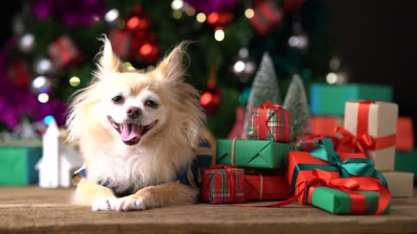 Aranyos Fehér Barna Apró Öleb Ülni Pihenni Karácsonyi Ünnepi Díszítő — Stock videók