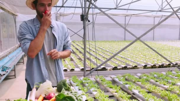 速度慢的4k手牵手的高加索男性农民快乐地欣赏手牵手的番茄新鲜产品在水栽温室农场 — 图库视频影像