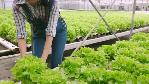 4k slow handheld smart asian female owner small business green house hydroponic vetgetable farm holding a plant crate for salad in farm — Stock video