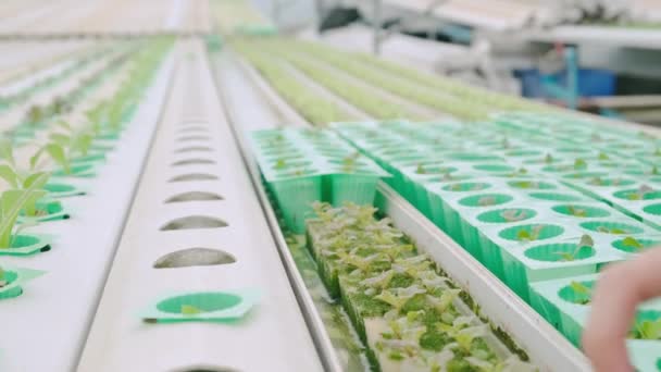 4k慢手持式紧密手持式植物在水栽农场工作的成熟女性，机架上有小蔬菜 — 图库视频影像
