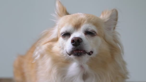 Brown friendly chihuahua dog close up white wall background — Stock Video