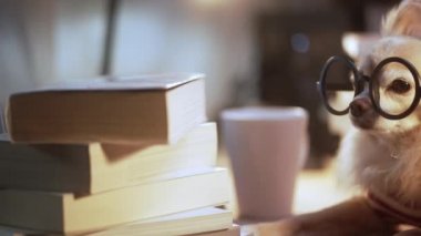İnek Chihuahua kıdemli köpeği gözlük takıyor dizüstü bilgisayarla sıkı çalışıyor ve ev hayvanlarında bir yığın kitap çalışıyor.