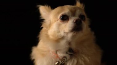 Siyah arkaplanı olan sevimli kahverengi saçlı chihuahua köpek stüdyosu.